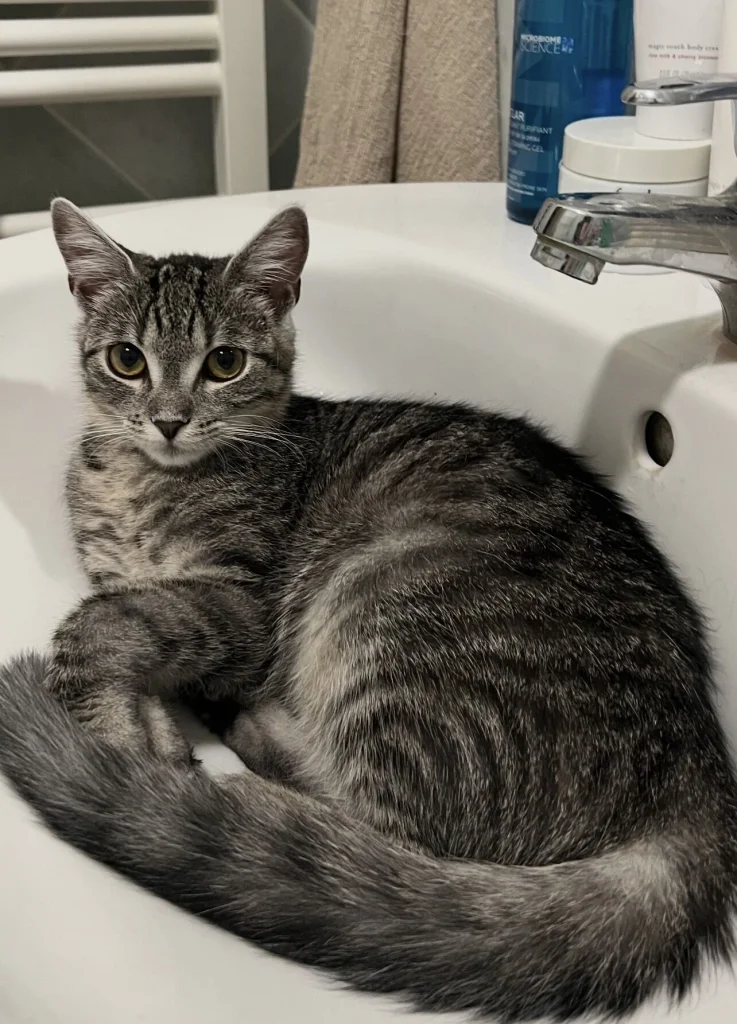 Leia
