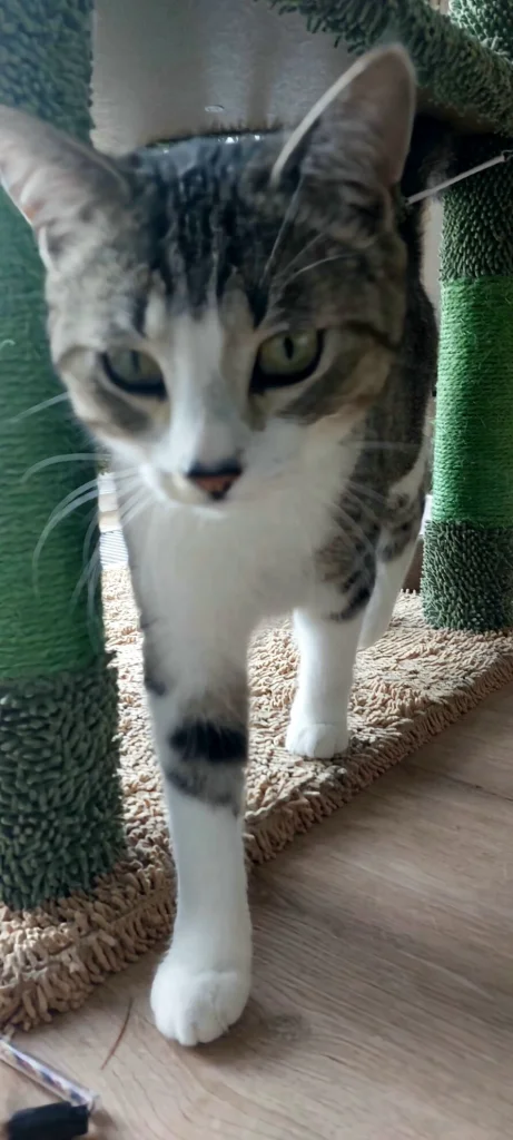 Maxík