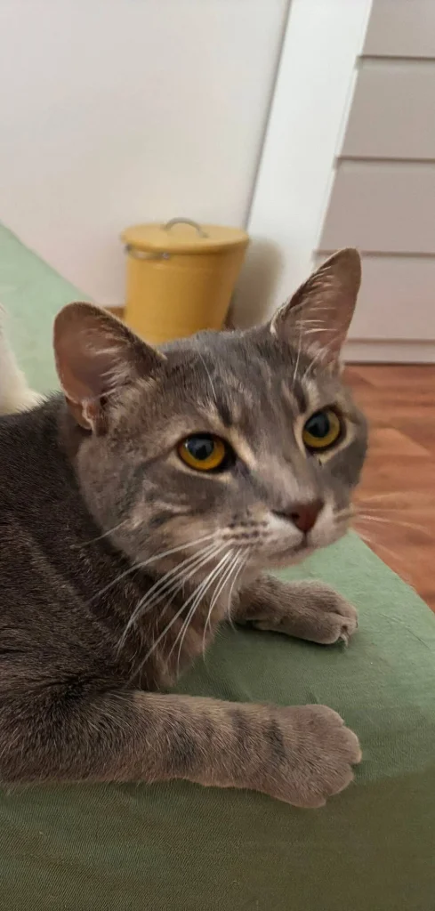 Alvin