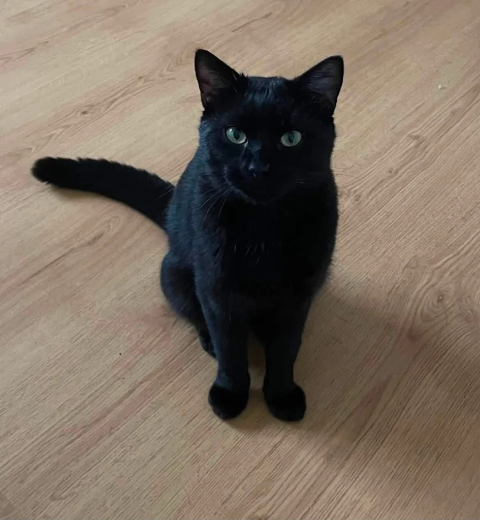 Nyx / Lolí