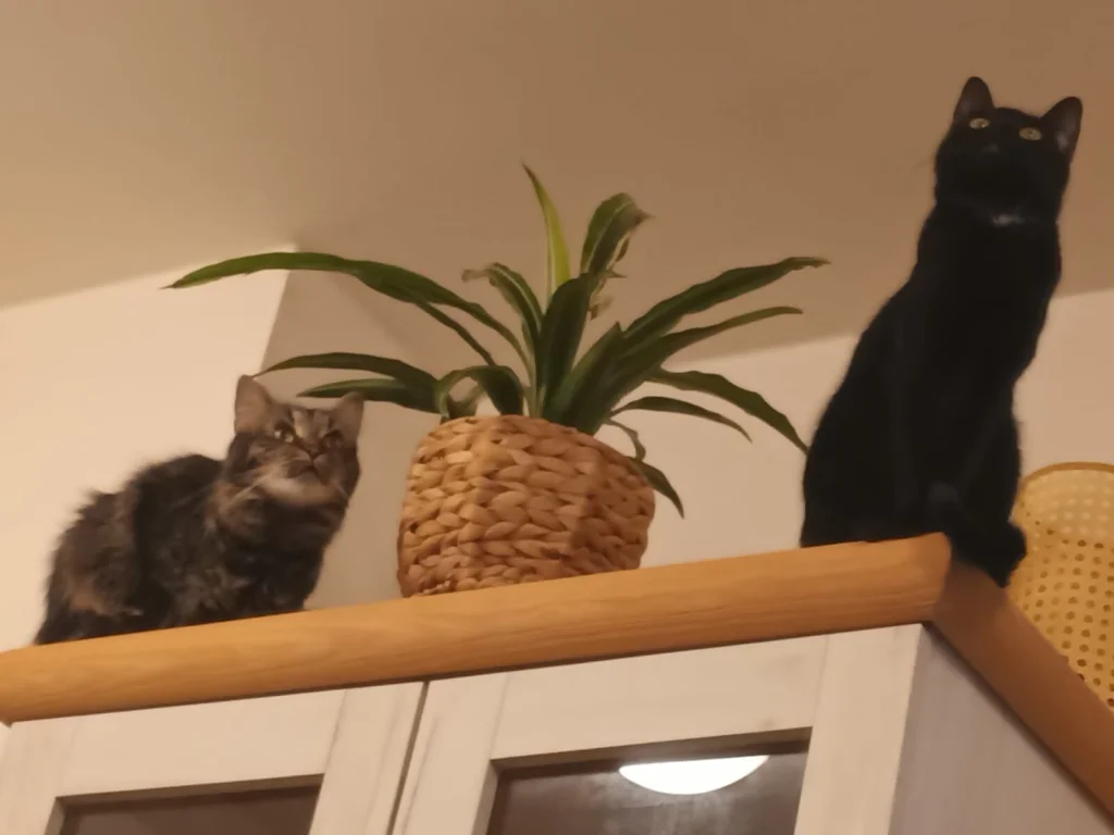 Fifinka