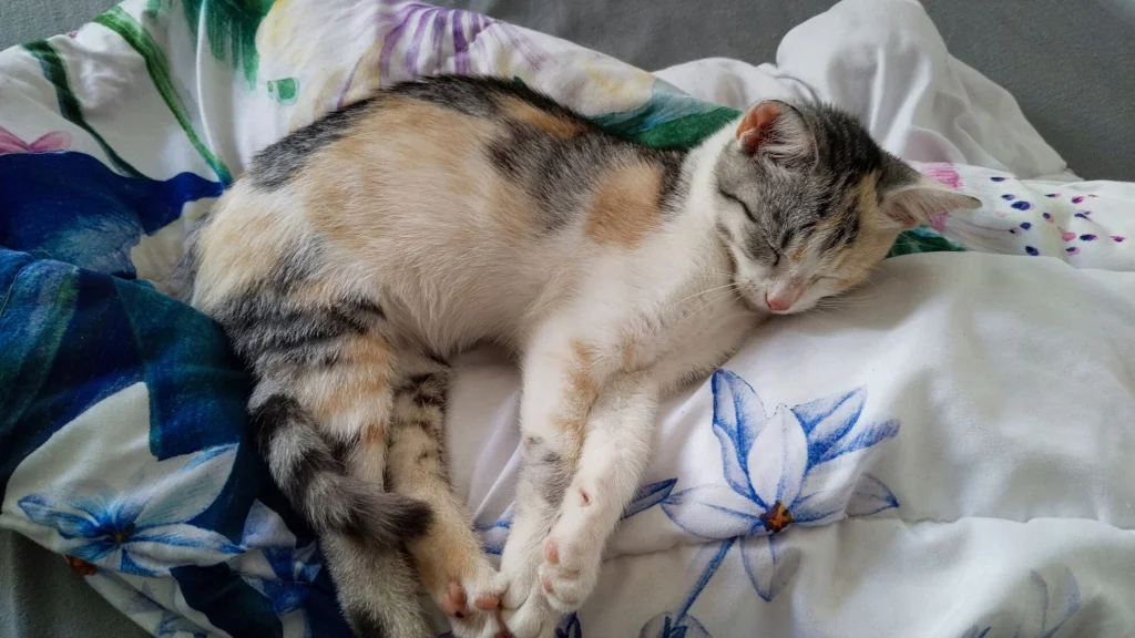 Amy