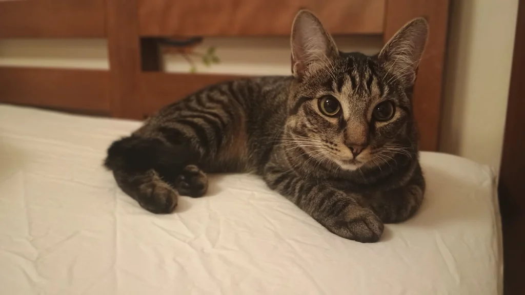 Ludmila