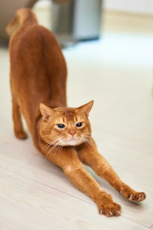 Proč registrovat čip kočky: Klíčový krok k bezpečí a pohodlí vašeho mazlíčka 🐈