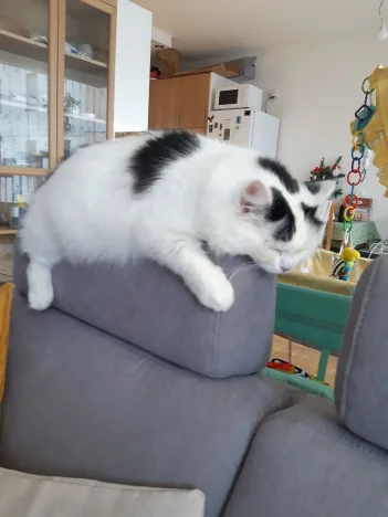 Missie, Myška