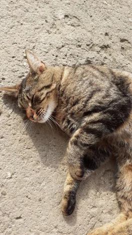 Mikeš