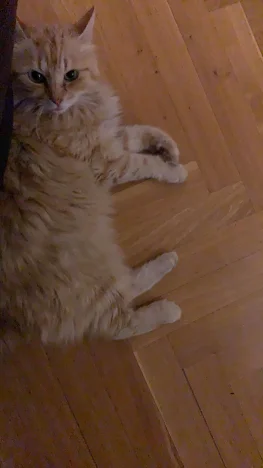 Karel
