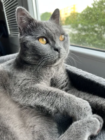Frodo