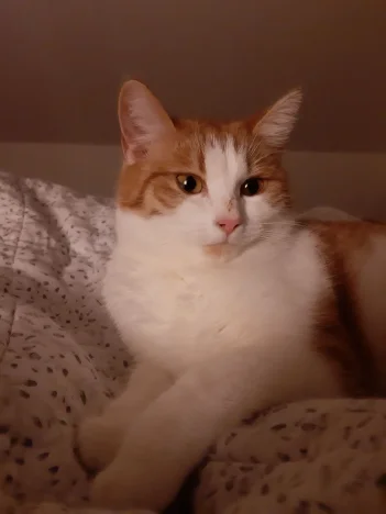 Pepina