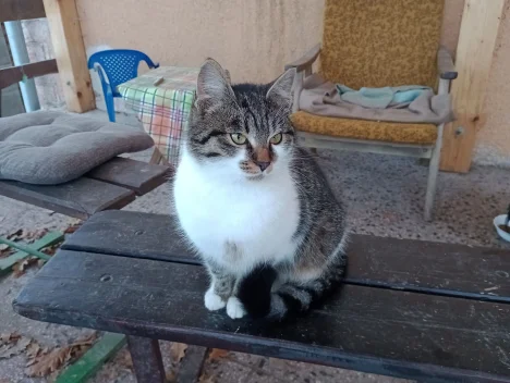 Roki