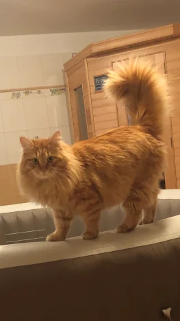Simba