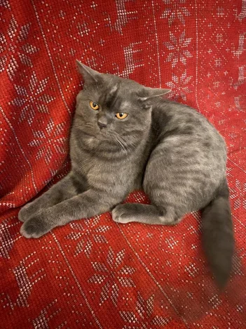 Mikeš