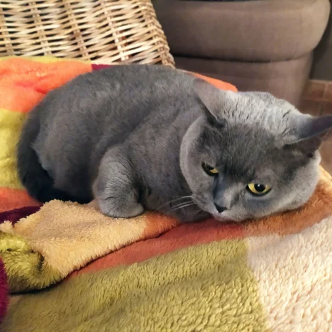 Ebinka