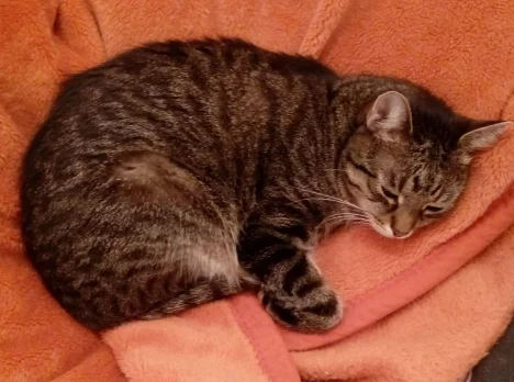 Tuko