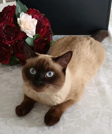 Mia