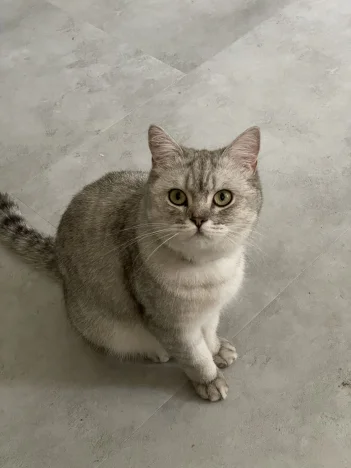 Lilinka