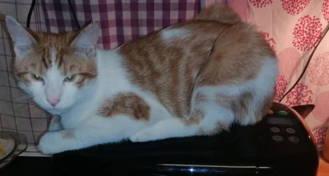 Karlík