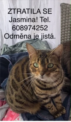 Jasmina