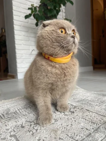 Lila