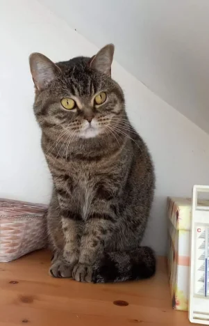 Matylda