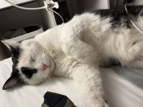 Hugo