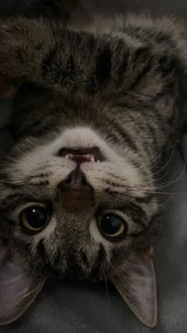 Niko