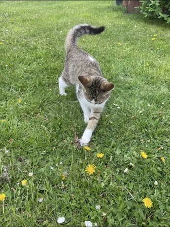 Bezinka