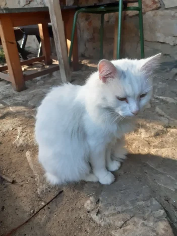 Bubu