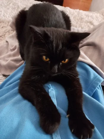 Riki
