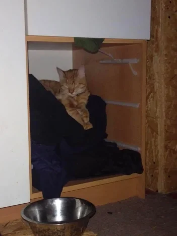 Simba