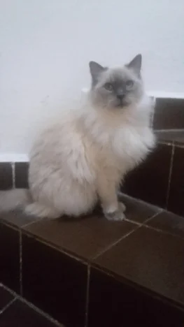 Sofia