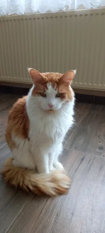 Rýša