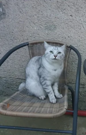 Max