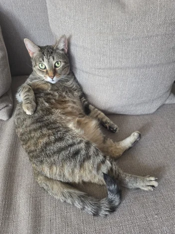 Gigi