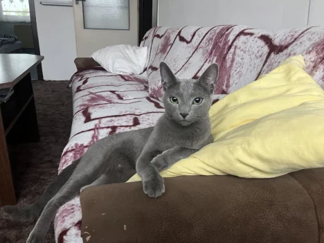 Cyril (Penko od chovatelky)
