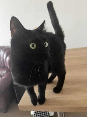 Luis