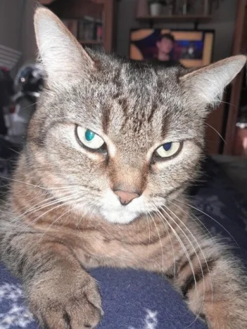 Benji