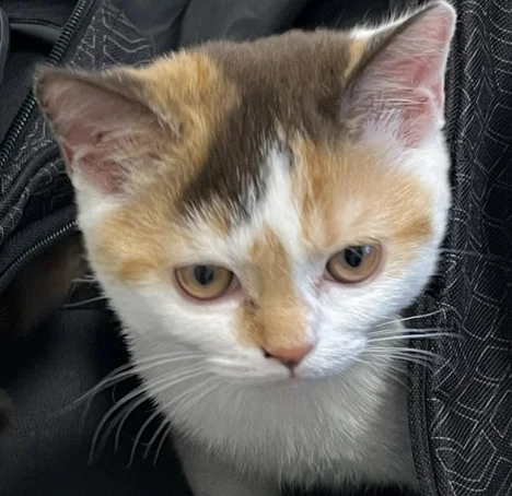 Poppy Elise