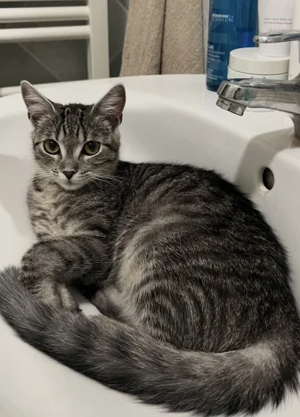 Leia