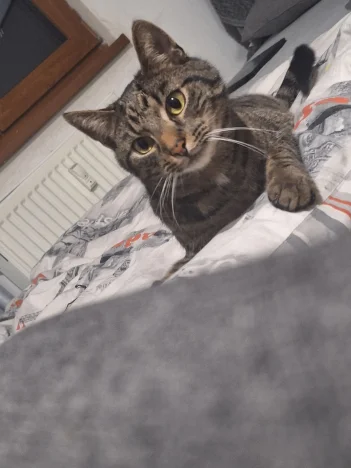 Moly