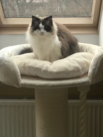 Oliver